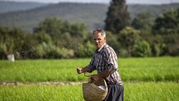 سهم طرح‌های توسعه‌ای از کیک تسهیلات بانکی بخش کشاورزی ، ناچیز