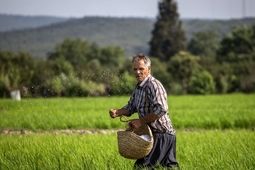 سهم طرح‌های توسعه‌ای از کیک تسهیلات بانکی بخش کشاورزی ، ناچیز