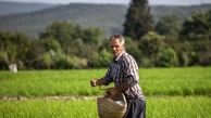 سهم طرح‌های توسعه‌ای از کیک تسهیلات بانکی بخش کشاورزی ، ناچیز