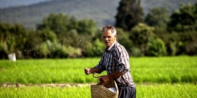 سهم طرح‌های توسعه‌ای از کیک تسهیلات بانکی بخش کشاورزی ، ناچیز