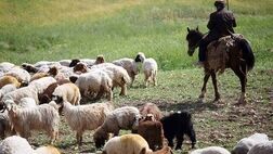 70 هزار راس دام برای صادرات در نظر گرفته شد