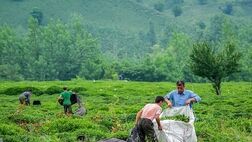 نحوه پرداخت خسارت محصول چای نقطه به نقطه نیست