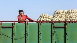 صادرات پیاز با سقف ۵۰هزار تن مجاز شد
