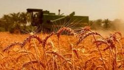 ۴ میلیون هکتار اراضی گندم بیمه فراگیر شدند

