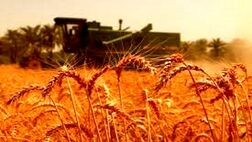 ۴ میلیون هکتار اراضی گندم بیمه فراگیر شدند
