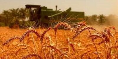 ۴ میلیون هکتار اراضی گندم بیمه فراگیر شدند
