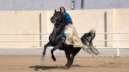 جشنواره زیبایی اسب اصیل ایرانی + عکس