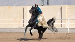 جشنواره زیبایی اسب اصیل ایرانی + عکس