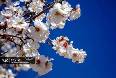 شکوفه‌های زیبای بهاری روستای مهارلو (1)
