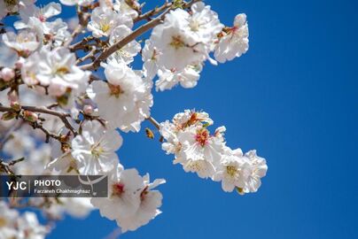 شکوفه‌های زیبای بهاری روستای مهارلو (1)