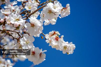 شکوفه‌های زیبای بهاری روستای مهارلو (1)