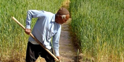 بسیاری از کشاورزان از طریق صندوق امرار معاش می‌کنند