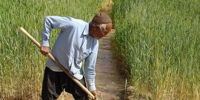 30 درصد روستائیان سقز زیرپوشش بیمه اجتماعی کشاورزان هستند