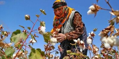 کشاورزان و باغداران برای بیمه کردن محصولات خود، رغبت چندانی ندارند