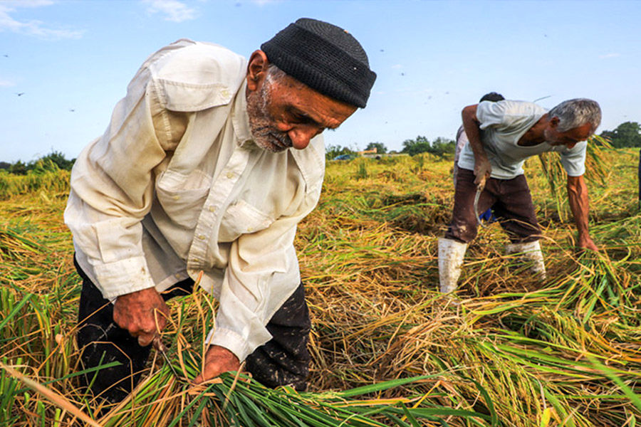 جدول کامل پرداخت حق بیمه روستایی 1404در سطوح مختلف