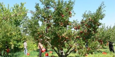 سطح باغات زیر پوشش بیمه کرمانشاه به 3000 هکتار خواهد رسید
