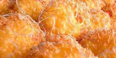 کدام چربی در بدن خطرناک است؟
