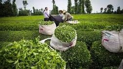 ۸۶ درصد پول چایکاران پرداخت شد