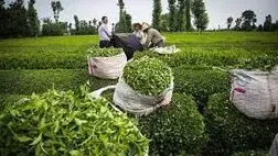۸۶ درصد پول چایکاران پرداخت شد
