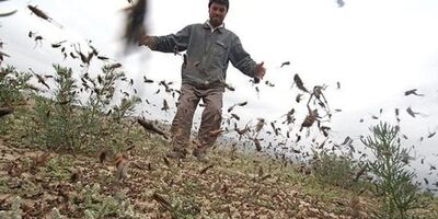 قانون بیمه کشور، خسارت آفت ملخ به کشاورزی را لحاظ نمی‌کند