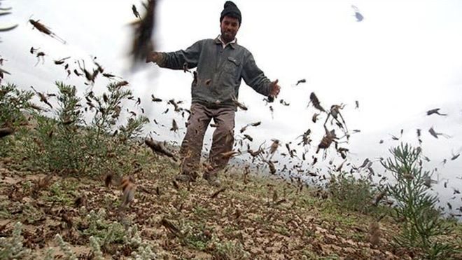 قانون بیمه کشور، خسارت آفت ملخ به کشاورزی را لحاظ نمی‌کند