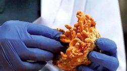سنتز نانوذرات طلا از نوعی قارچ محلی
