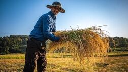 کاهش ۱۸ درصدی قیمت برنج / متوسط قیمت خرید محصولات از کشاورز چقدر است؟