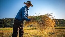 کاهش ۱۸ درصدی قیمت برنج / متوسط قیمت خرید محصولات از کشاورز چقدر است؟