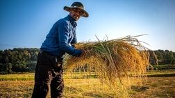 سطح زیرکشت برنج به ۷۰۰ هزارهکتار می‌رسد