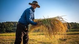 کاهش ۱۸ درصدی قیمت برنج / متوسط قیمت خرید محصولات از کشاورز چقدر است؟