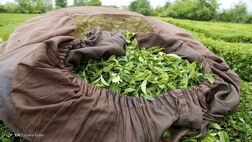 یک سوم چای خشک مورد نیاز در داخل تولید می شود