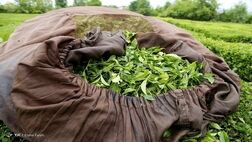 یک سوم چای خشک مورد نیاز در داخل تولید می شود