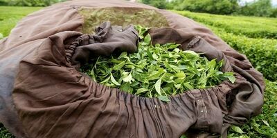 یک سوم چای خشک مورد نیاز در داخل تولید می شود