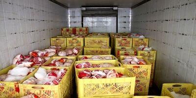 صادرات مرغ مشروط به تحویل ۲ برابری به پشتیبانی امور دام است
