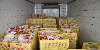 صادرات مرغ مشروط به تحویل ۲ برابری به پشتیبانی امور دام است
