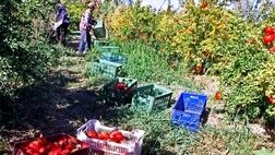 میزان استقبال باغداران از بیمه کارگران برای گردوتکانی بسیار کم است