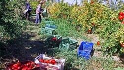 میزان استقبال باغداران از بیمه کارگران برای گردوتکانی بسیار کم است