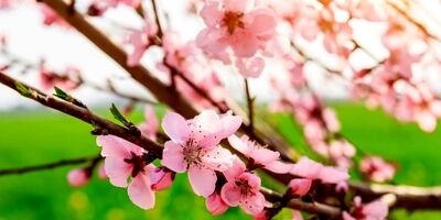 مهم ترین خواص خوردن سیب در شب؛ از بهبود خواب تا کاهش وزن