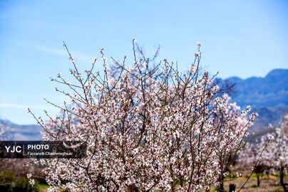 شکوفه‌های زیبای بهاری روستای مهارلو (4)