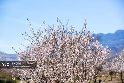 شکوفه‌های زیبای بهاری روستای مهارلو (4)