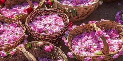 ایران تولیدکننده ۷۰ درصد گل محمدی دنیا