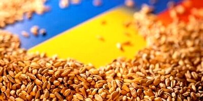 افزایش گرسنگی جهانی و انتشار کربن در صورت محدودیت صادرات غلات
