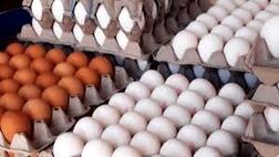 صادرات تخم‌مرغ  مورد موافقت قرار گرفت