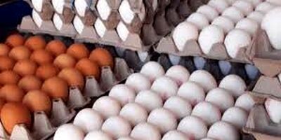صادرات تخم مرغ ۱۲۰ درصد افزایش یافت