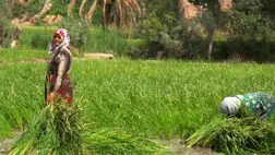 پوشش بیمه کشاورزان در استان مرکزی ۸۵ درصد افزایش یافت