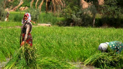 زنان کشاورز، روستایی و عشایر بیمه اجتماعی می‌شوند 