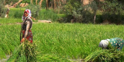 زنان کشاورز، روستایی و عشایر بیمه اجتماعی می‌شوند 