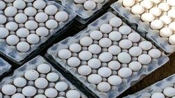 قیمت تخم مرغ درب مرغداری به ۹۰ هزارتومان رسید