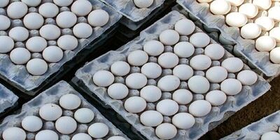 ایران دومین تولیدکننده تخم مرغ ارزان در دنیا