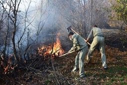 آتش‌سوزی در 8 هکتار از عرصه‌های جنگلی ‌سوادکوه
